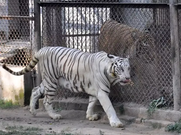 Patna Zoo Bhumimitra