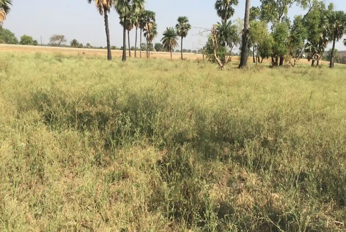 NH 83 Dobhi Patna Road Ghuthiya, Medical Zone