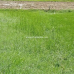 property in delha gaya